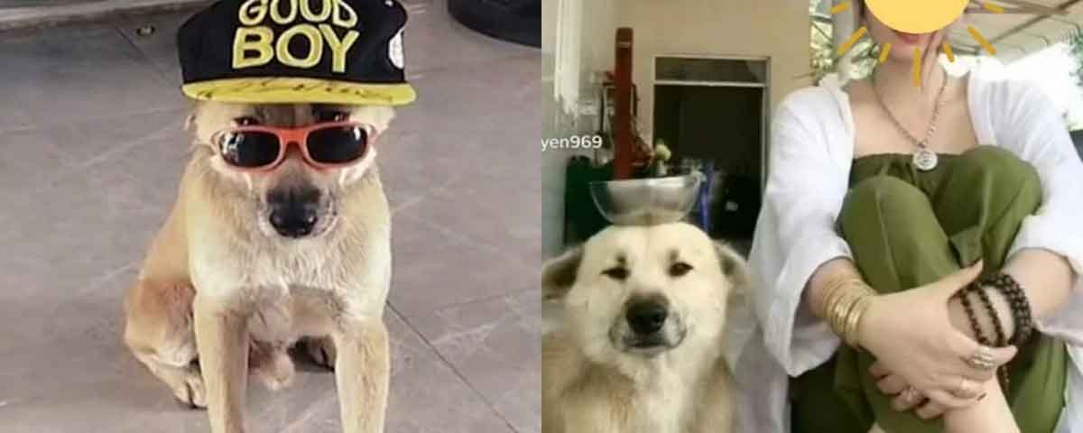 'Chú chó bị ăn mắng nhiều nhất TikTok' mất tích, động thái sau đó của chủ khiến netizen bức xúc